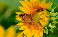 butterfly-on-a-sunflower-367056