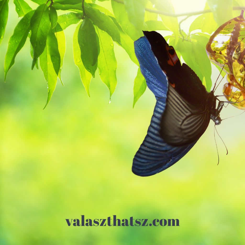 Valaszthatsz.com (16)