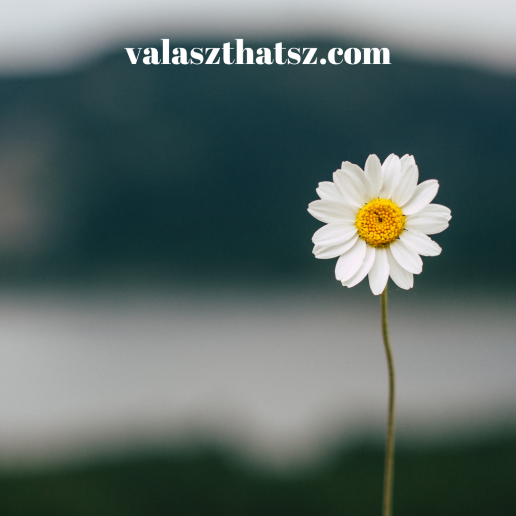 Valaszthatsz.com (77)