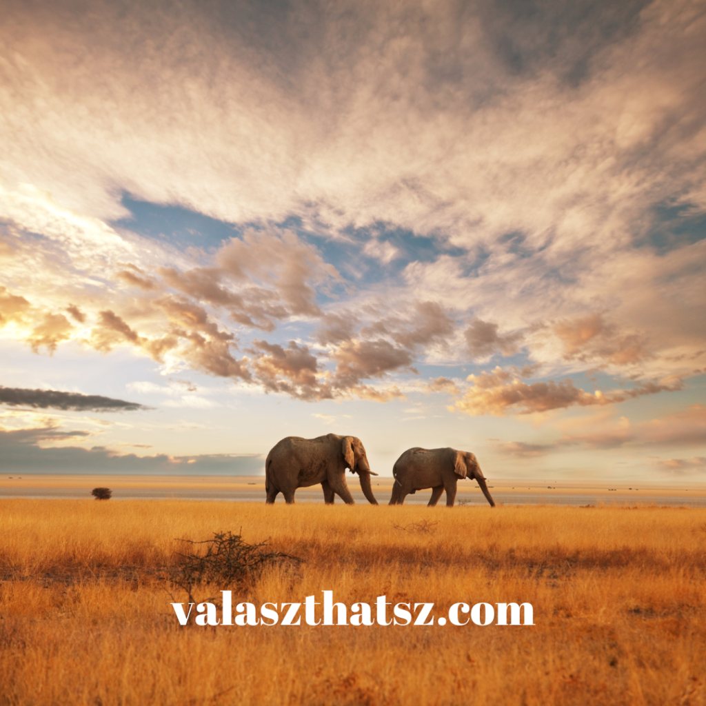 Valaszthatsz.com (5)
