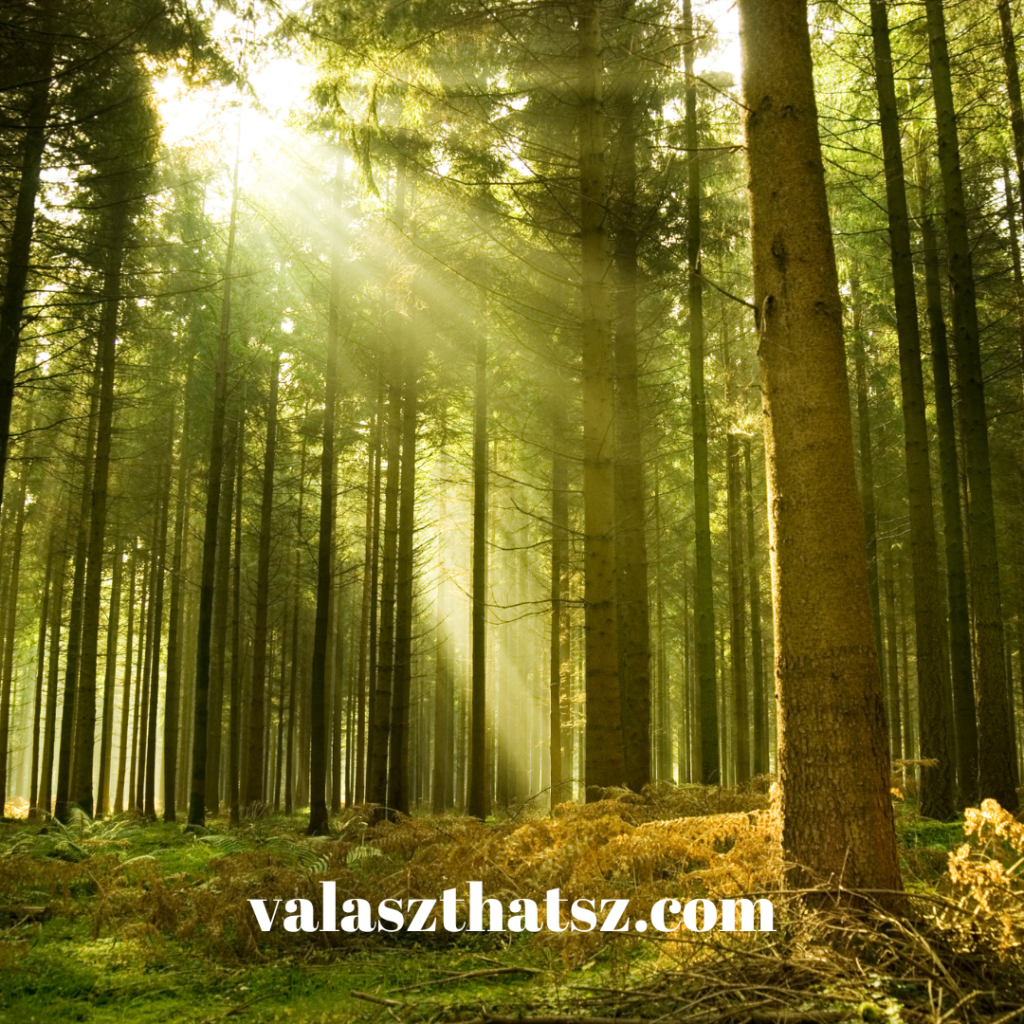 Valaszthatsz.com (28)