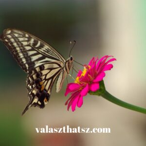 Valaszthatsz.com 2025 06 01t170110.679